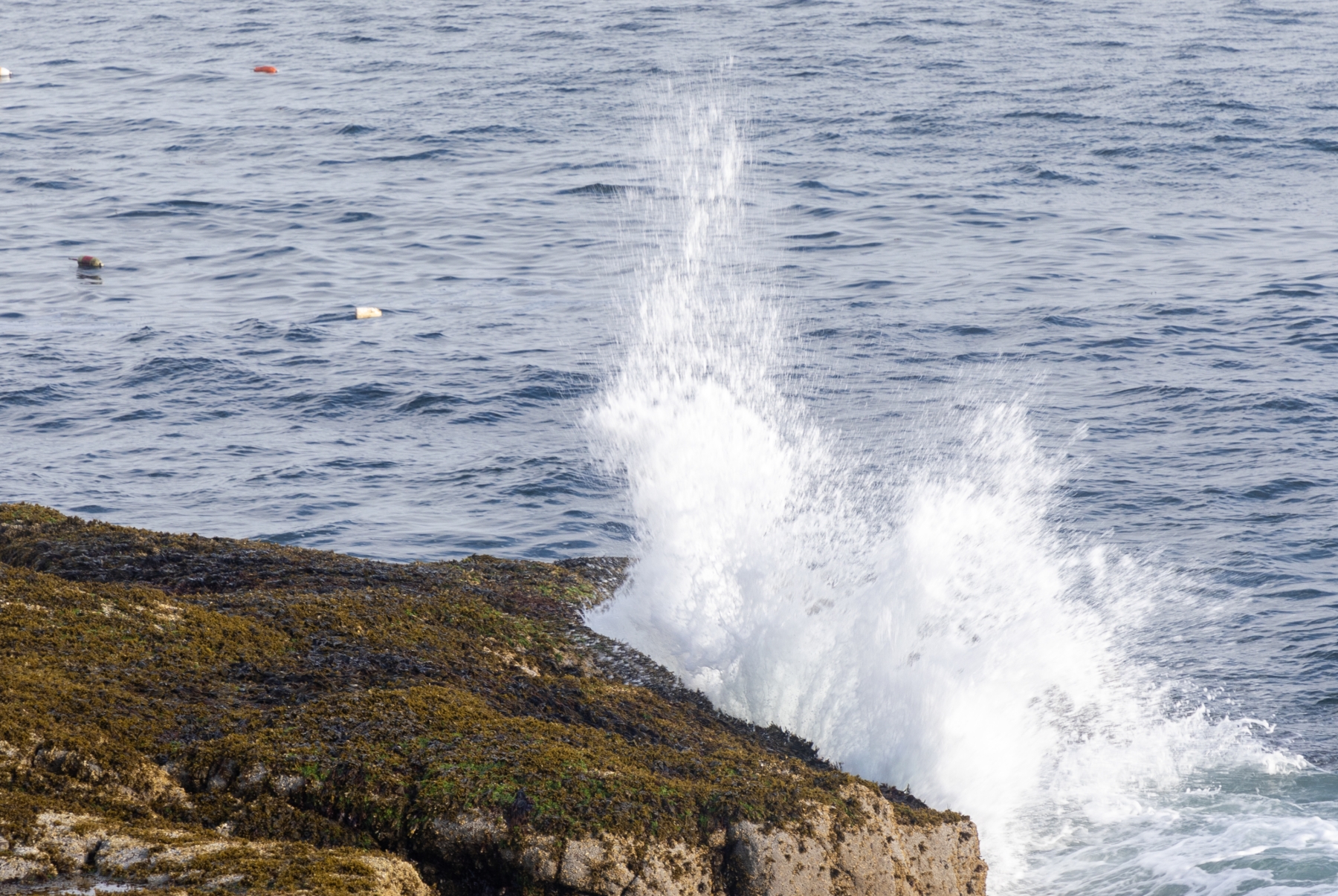 Arcadia NP June 2024